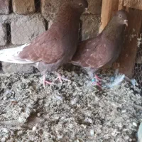 کبوتر کاشان