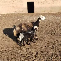 شیشک پلنگی