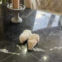 همستر عروسک زنده وقفس و لوازم