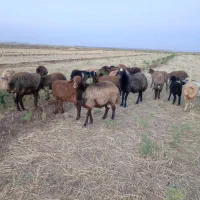 قوچ‌تخمی