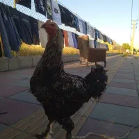 خروس