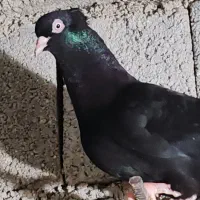 کبوتر بوشهری