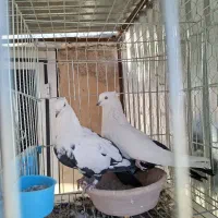 کبوتر دم سیاه