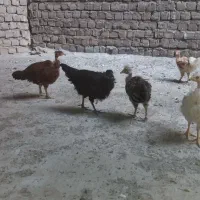 نوچه مرغ ۵ ماهه