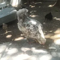 مرغ با۳تاجوجه