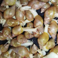 حلزون|خزنده|شیروان (خراسان), |دیوار