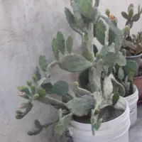 کاکتوس گلدار بزرگ ۸۰۰ هزار میدهیم