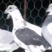 پرنده|پرنده|تربتحیدریه, پائین ولایت|دیوار