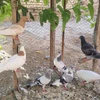 ماده پشت سوسنی و چند تا کبوتر خوب و ارزون