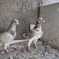 جفت|پرنده|مشهد, کوشش|دیوار
