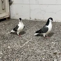 سلام یک جفت جوجه ساده