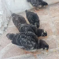 جوجه همه نژادها