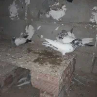 باسلام خدمت دوستان