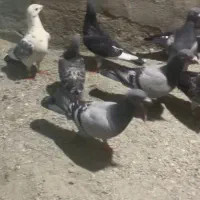 کبوتر فروشی