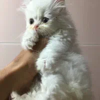 واگذاری گربه پرشین