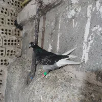 کفتر|پرنده|مشهد, کلاهدوز|دیوار