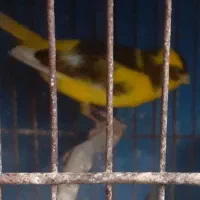 فروش تعدادی قناری نرمست بخوان وتعدای فنچ