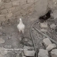 کبوتر|پرنده|هیرمند, |دیوار