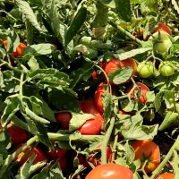 بذر گوجه بریویو سمنیس- قیمت هر پاکت ۱۵ میلیون