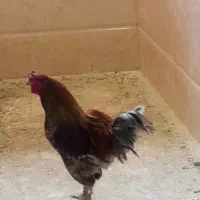 خروس