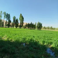 یونجه خرمنکوب شده