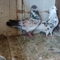 کبوتر پرشی. .. سوسکی قاره