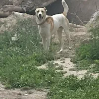 سگ نگهبان باهوش