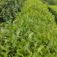 چای بهاره تولید کارگاه خانگی و سنتی