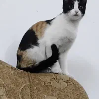 گربه ماده کالیکو