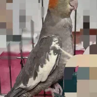 عروس هلندی