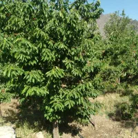 باغ فردومنطقه  چشمه غازی