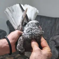 چارتا حیوون آس