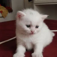 بچه گربه اسکاتیش