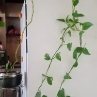 گل طبیعی|گل و گیاه طبیعی|مشهد, پایین خیابان|دیوار