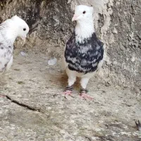 کبوتر طوقی