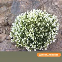 خط 0912کد09122383876