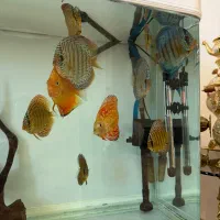 دیسکس