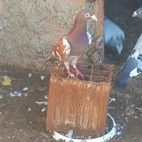 ماده کارل