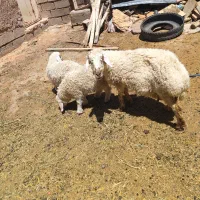 میش بره دار