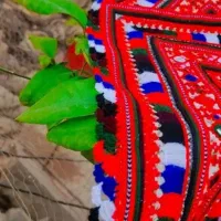 کلامیدوزم وجالر رولباس تپه ای