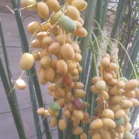 درخت برحی