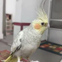 عروس هلندی ماده مرواریدی
