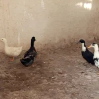فروش فوری اردک