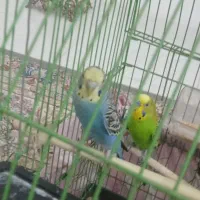 مرغ عشق|پرنده|رباطکریم, شترخوار|دیوار