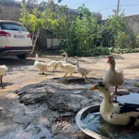 غاز و اردک