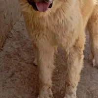 سگ الابای|سگ|سبزوار, قصبه شرقی|دیوار