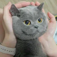 گربه بالغ نر