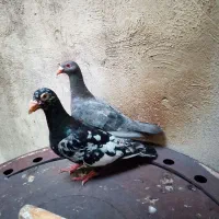 جفت سار نروماده
