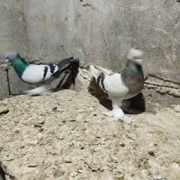 کبوتر جفت ترکیه جفت طوقی ابلاغ.پاکستانی پرشی