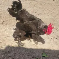 خروس مرندی اصلی
